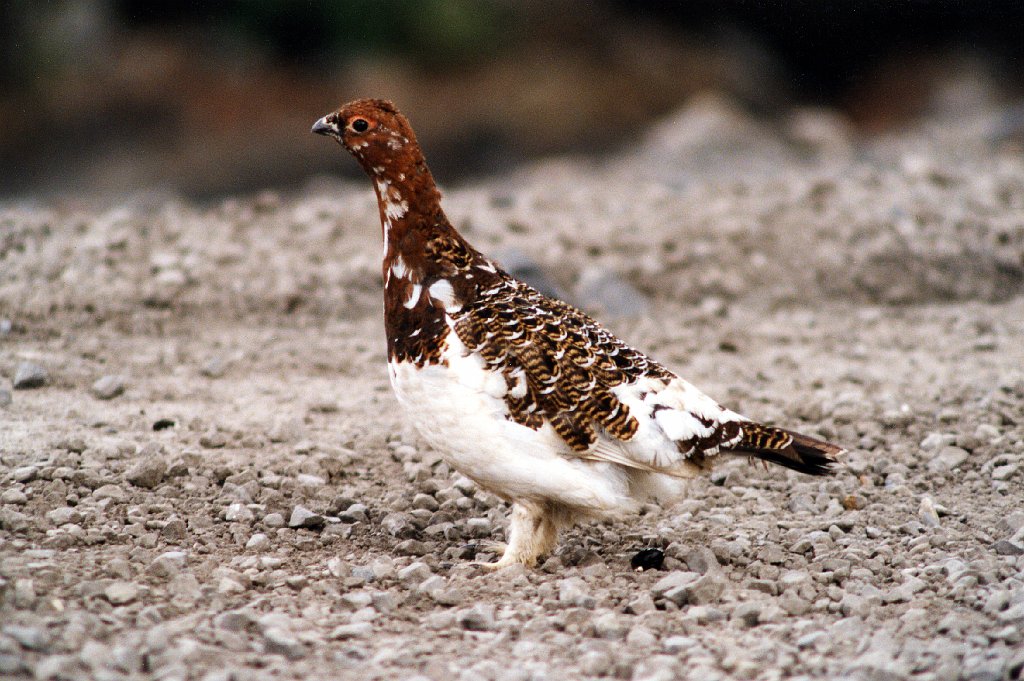 Ptarmigan, Rock, Denali Alaska  06-1996 B06P80I02.jpg - Rock Ptarmigan